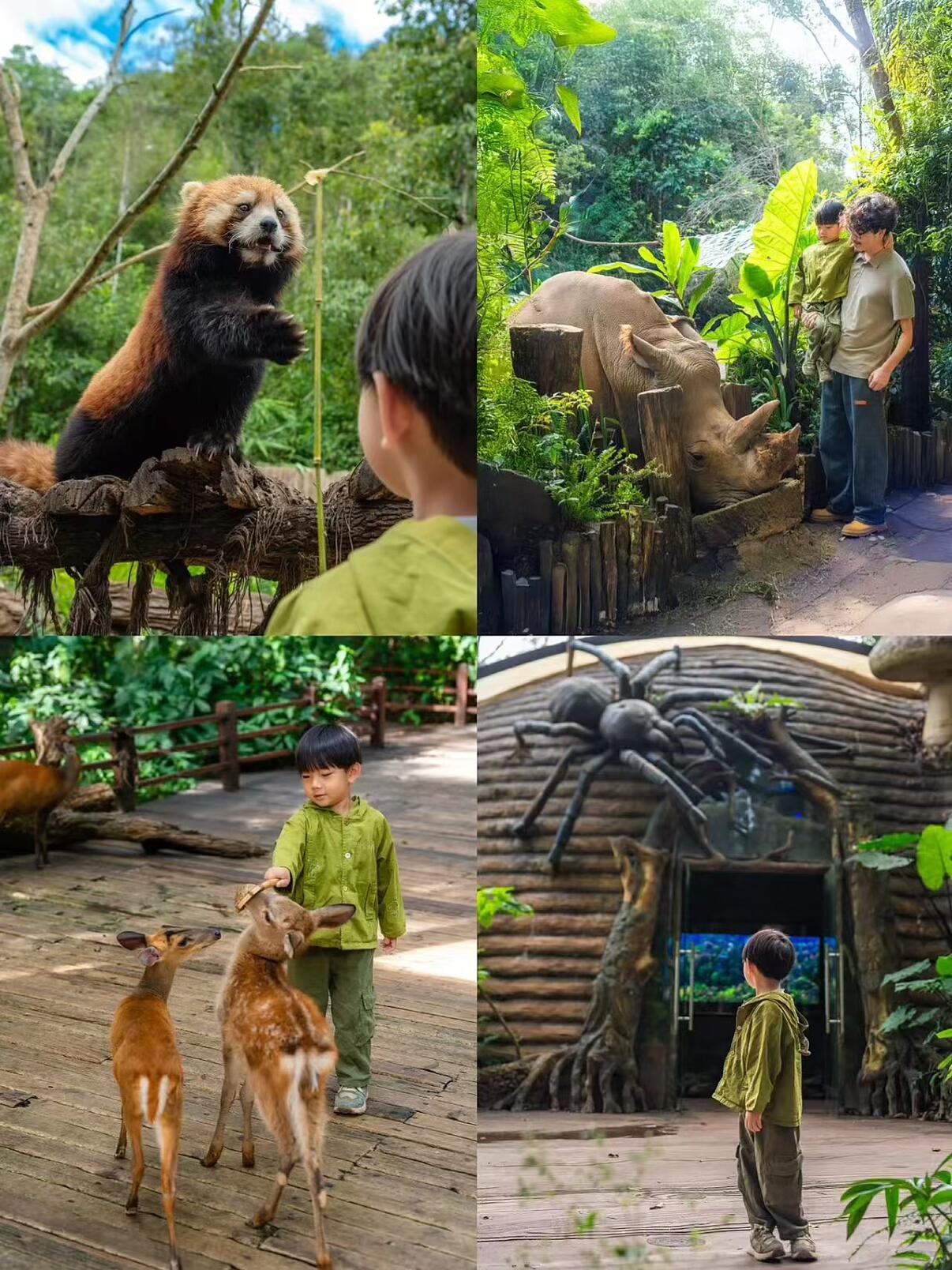 國(guó)內(nèi)唯一的熊貓森林酒店帶娃去這可太香了