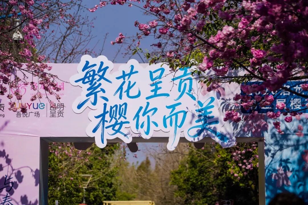 云南旅游,云南旅行社,云南團(tuán)建公司,云南策劃公司：洛龍公園第三屆櫻花節(jié)啟幕！共繪春日“繁花”答卷，這份浪漫別錯(cuò)過(guò)~